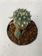 Lophophora williamsii 4-5 cm 9 years old seed ownroot flower seedling ロフォフォラ　烏羽玉　仔吹き　サボテン