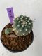 Lophophora williamsii 4-5 cm 9 years old seed ownroot flower seedling ロフォフォラ　烏羽玉　仔吹き　サボテン