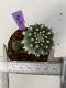 Lophophora williamsii 4-5 cm 9 years old seed ownroot flower seedling ロフォフォラ　烏羽玉　仔吹き　サボテン