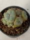 Lophophora williamsii variegated 4-5 cm 9 years old seed ownroot flower seedling ロフォフォラ　烏羽玉　仔吹き　サボテン