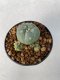 Lophophora williamsii variegated 4-5 cm 9 years old seed ownroot flower seedling ロフォフォラ　烏羽玉　仔吹き　サボテン