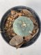 Lophophora williamsii Texana 4-5 cm 9 years old seed ownroot flower seedling ロフォフォラ　烏羽玉　仔吹き　サボテン