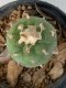 Lophophora williamsii Texana 4-5 cm 9 years old seed ownroot flower seedling ロフォフォラ　烏羽玉　仔吹き　サボテン
