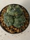 Lophophora williamsii variegated 4-5 cm 9 years old seed ownroot flower seedling ロフォフォラ　烏羽玉　仔吹き　サボテン