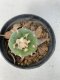 Lophophora williamsii Texana 4-5 cm 9 years old seed ownroot flower seedling ロフォフォラ　烏羽玉　仔吹き　サボテン