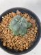 Lophophora williamsii 4-5 cm 9 years old seed ownroot flower seedling ロフォフォラ　烏羽玉　仔吹き　サボテン