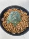 Lophophora williamsii 4-5 cm 9 years old seed ownroot flower seedling ロフォフォラ　烏羽玉　仔吹き　サボテン