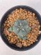 Lophophora williamsii 4-5 cm 9 years old seed ownroot flower seedling ロフォフォラ　烏羽玉　仔吹き　サボテン