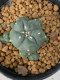 Lophophora williamsii 4-5 cm 9 years old seed ownroot flower seedling ロフォフォラ　烏羽玉　仔吹き　サボテン