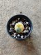 Lophophora williamsii size 2-2.5 cm JAPAN import 4-5 years old - ownroot grow from seed