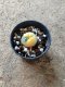 Lophophora williamsii variegata size 2-2.5 cm JAPAN import 4-5 years old - ownroot grow from seed