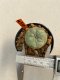 Lophophora williamsii 3-5 cm 8 years old ownroot from seed flowering