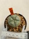 Lophophora williamsii 3-5 cm 8 years old ownroot from seed flowering