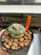 Lophophora Diffusa 3-5 cm 8 years old ownroot from seed flowering