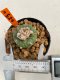 Lophophora Diffusa 3-5 cm 8 years old ownroot from seed flowering