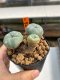 Lophophora Williamsii 3-5 cm 8 years old ownroot from seed flowering
