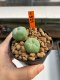 Lophophora Williamsii 3-5 cm 8 years old ownroot from seed flowering