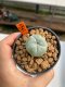 Lophophora williamsii 3-5 cm 8 years old ownroot grow from seed japan