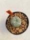 Lophophora williamsii 3-5 cm 8 years old ownroot grow from seed japan