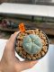 Lophophora Williamsii 3-5 cm 8 years old ownroot from seed flowering