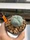 Lophophora Williamsii 3-5 cm 8 years old ownroot from seed flowering