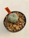 Lophophora williamsii 3-5 cm 8 years old ownroot grow from seed japan