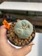 Lophophora Williamsii 4-5 cm 12 years old ownroot from seed flowering