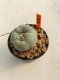 Lophophora Williamsii 4-5 cm 12 years old ownroot from seed flowering