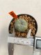 Lophophora williamsii 3-5 cm 8 years old ownroot grow from seed japan