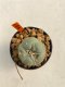 Lophophora Williamsii 4-5 cm 12 years old ownroot from seed flowering