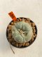 Lophophora Williamsii 4-5 cm 12 years old ownroot from seed flowering