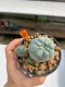 Lophophora Williamsii 4-5 cm 12 years old ownroot from seed flowering