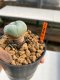 Lophophora williamsii 3-5 cm 8 years old ownroot grow from seed japan