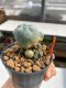 Lophophora Williamsii 4-5 cm 12 years old ownroot from seed flowering