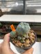 Lophophora Williamsii 4-5 cm 12 years old ownroot from seed flowering