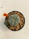 Lophophora Williamsii 4-5 cm 12 years old ownroot from seed flowering
