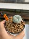 Lophophora williamsii 3-5 cm 8 years old ownroot grow from seed japan