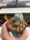 Lophophora Williamsii 4-5 cm 12 years old ownroot from seed flowering