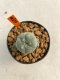 Lophophora Williamsii 4-5 cm 12 years old ownroot from seed flowering