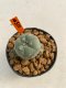 Lophophora Williamsii 4-5 cm 12 years old ownroot from seed flowering
