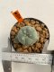 Lophophora Williamsii 4-5 cm 12 years old ownroot from seed flowering