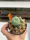 Lophophora Williamsii 4-5 cm 12 years old ownroot from seed flowering
