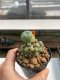 Lophophora Williamsii 4-5 cm 12 years old ownroot from seed flowering
