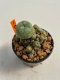 Lophophora Williamsii 4-5 cm 12 years old ownroot from seed flowering