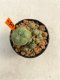 Lophophora Williamsii 4-5 cm 12 years old ownroot from seed flowering
