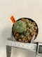 Lophophora Williamsii 4-5 cm 12 years old ownroot from seed flowering
