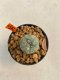 Lophophora williamsii 3-5 cm 8 years old ownroot grow from seed japan