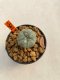 Lophophora williamsii 3-5 cm 8 years old ownroot grow from seed japan
