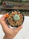 Lophophora Williamsii 4-5 cm 12 years old ownroot from seed flowering