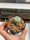 Lophophora Williamsii 4-5 cm 12 years old ownroot from seed flowering